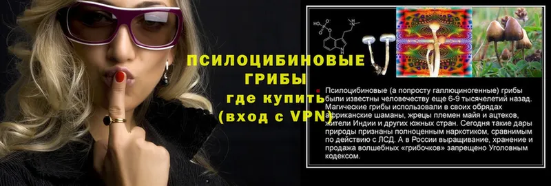 Галлюциногенные грибы Psilocybe  Каргат 